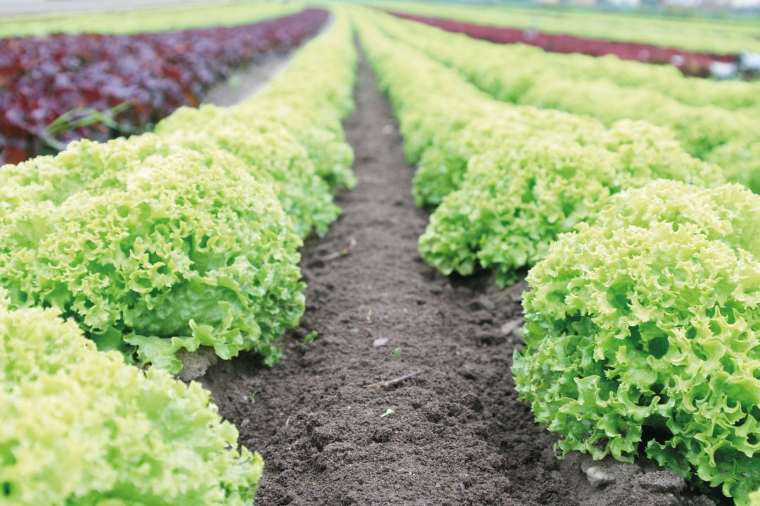 Open field horticulture